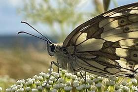 Schmetterling auf Blume