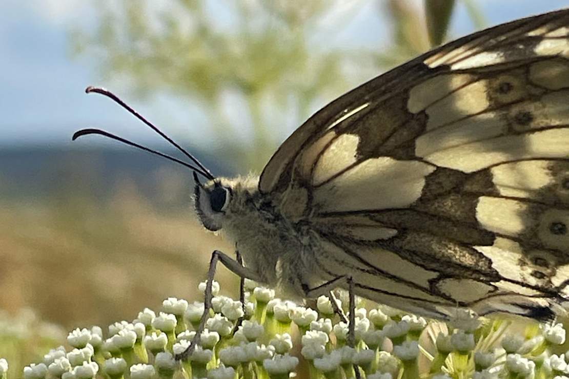 Schmetterling auf Blume