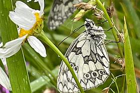 Schmetterling auf Blütenstängel