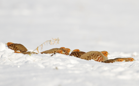 © R. Radloff Rebhühner im Schnee