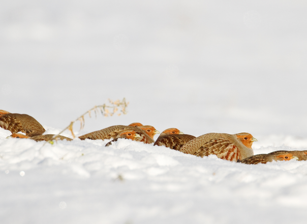Rebhühner im Schnee
