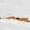 Rebhühner im Schnee