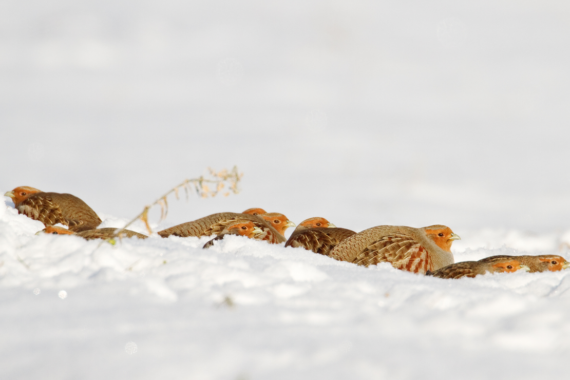 Rebhühner im Schnee