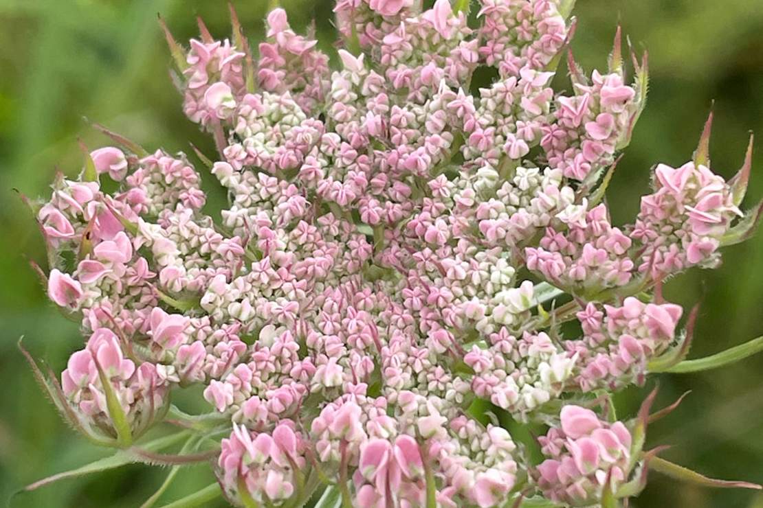 Blüte