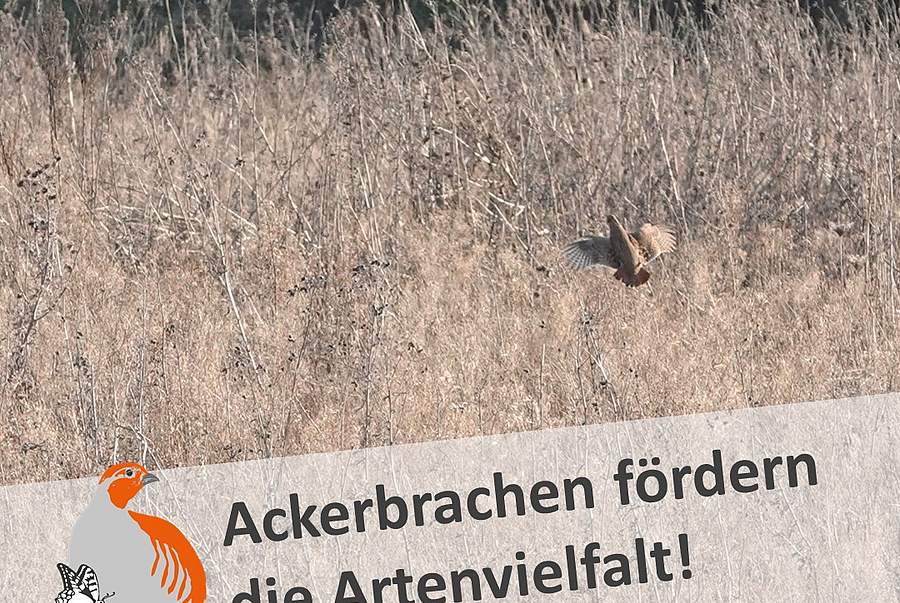 Slideshow des Projektgebiets "Göttingen und nördl. Eichsfeld": Brache mit Rebhuhn (Bild: A. Wiedenmann)