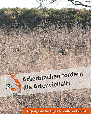 Slideshow des Projektgebiets "Göttingen und nördl. Eichsfeld": Brache mit Rebhuhn (Bild: A. Wiedenmann)