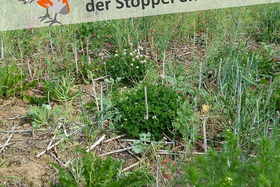 Slideshow des Projektgebiets "Göttingen und nördl. Eichsfeld": Einjährige Stoppelbrache (Bild: E. Gottschalk)