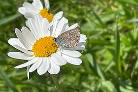 Schmetterling auf Blume