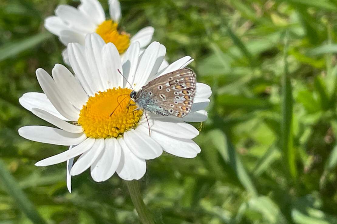 Schmetterling auf Blume