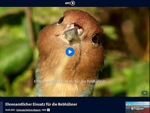 Kopf eines Rebhuhns