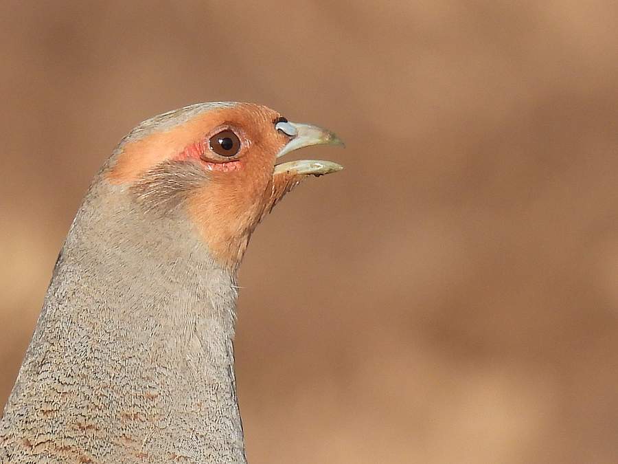 "Rebhuhn retten - Vielfalt fördern!": Neue Rebhuhn-Podcasts zum Reinhören! Bild: Thomas Lämmerhirt.