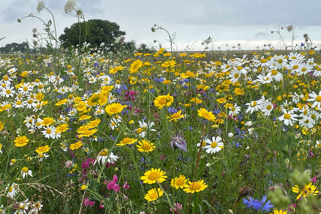 Blumenwiese