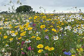 Blumenwiese