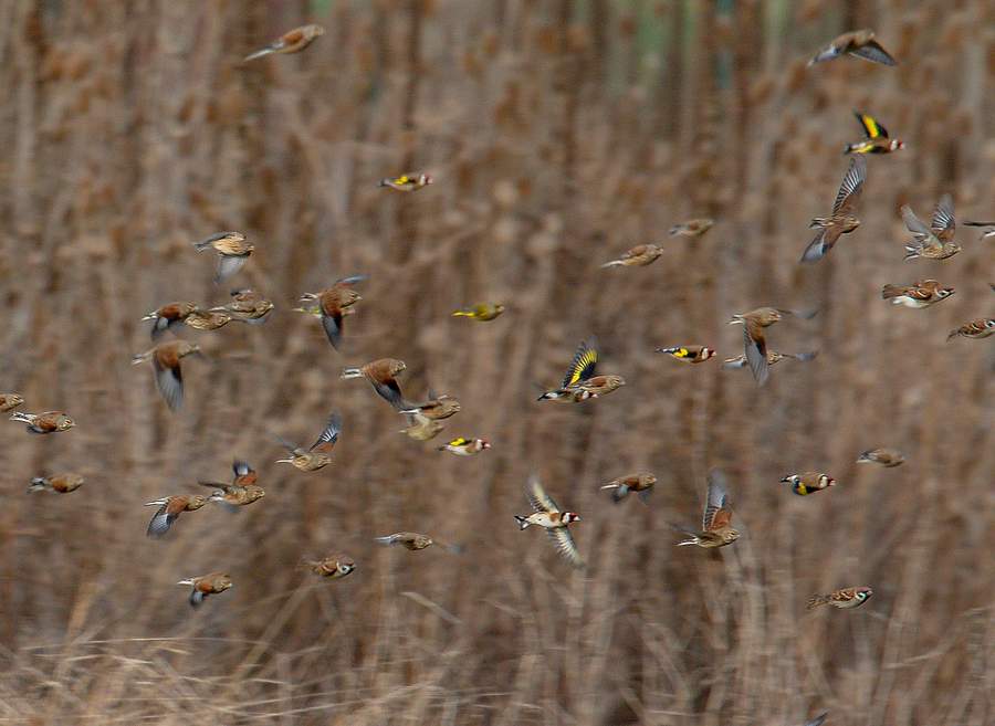 Hänflinge, Grünfinken, Stieglitze und Feldsperlinge werden von samenreichen Flächen im Winter angezogen. Bild: Matthias Siebner