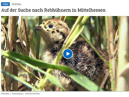 Rebhuhn retten - Vielfalt fördern! Rebhuhnküken