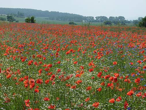 Rebhuhn retten - Vielfalt fördern! Blühender Mohn