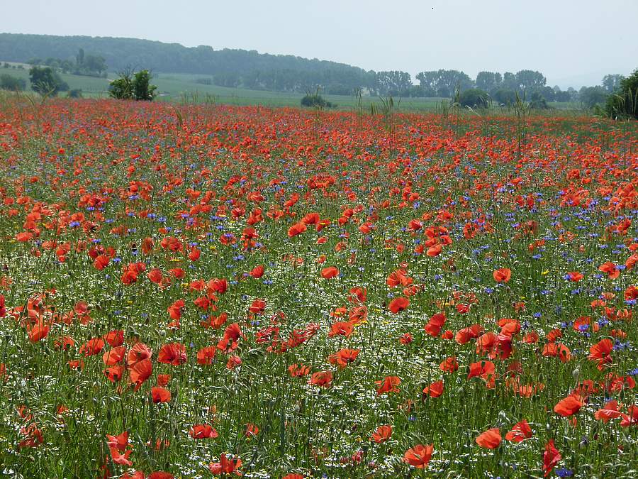Blühender Mohn