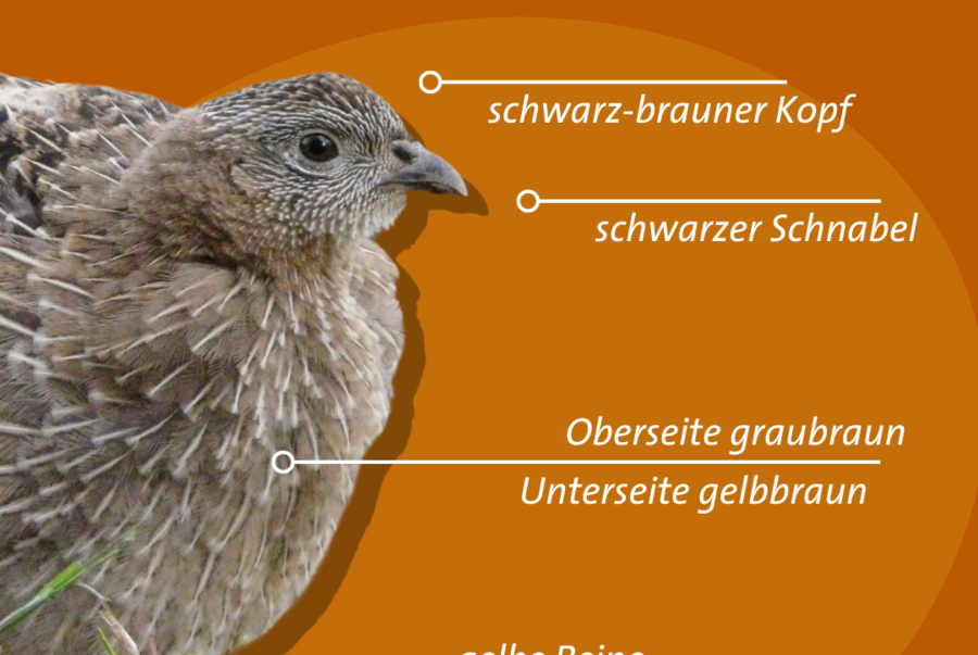 Merkmale eines Rebhuhn-Jungvogels [Grafik: DDA, Foto: E. Gottschalk]
