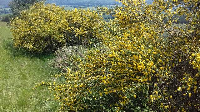 Hecke Forsythien