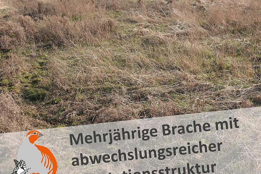 Slideshow des Projektgebiets "Göttingen und nördl. Eichsfeld": Mehrjährige Brache (Bild: A. Wiedenmann)