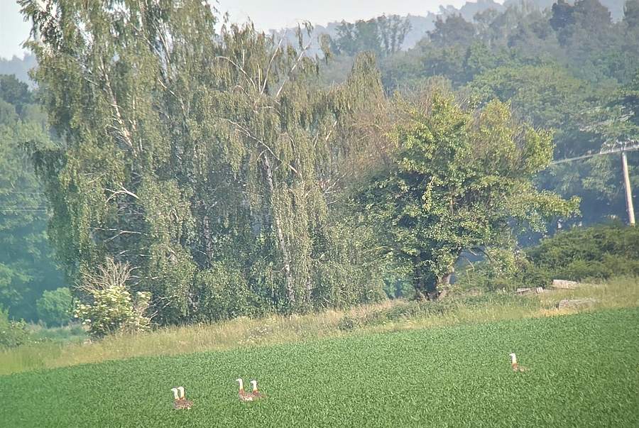 "Rebhuhn retten - Vielfalt fördern!": Projektgebietetreffen im Zerbster Ackerland. Beobachtung der scheuen Großtrappen durch ein Spektiv. (Bild: M. Riepl/DVL)