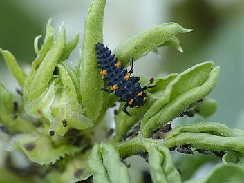 Marienkäferlarven und Blattläufe auf Vicia faba