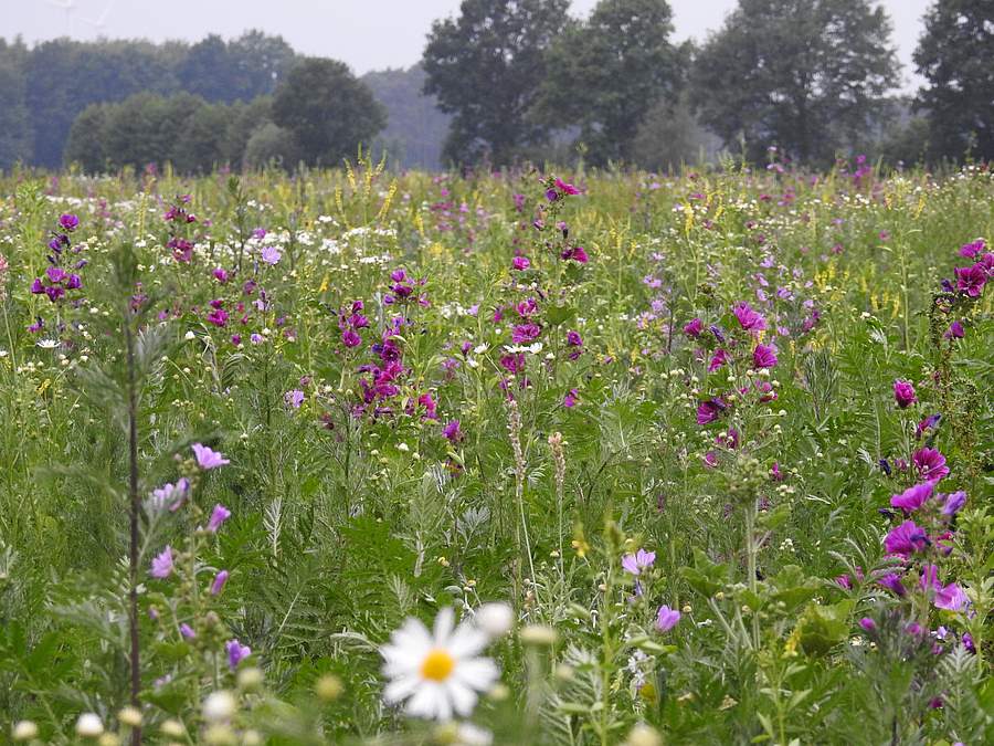 Blühende Wiese