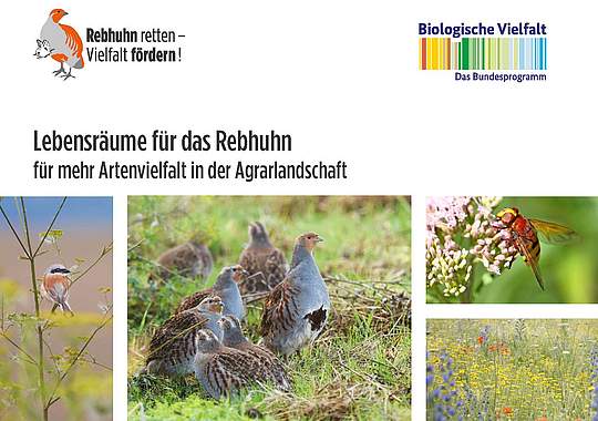 "Rebhuhn retten - Vielfalt fördern!": Titelblatt der neuen Broschüre. Bild: DVL