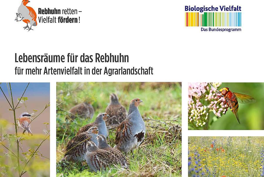 "Rebhuhn retten - Vielfalt fördern!": Titelblatt der neuen Broschüre. Bild: DVL