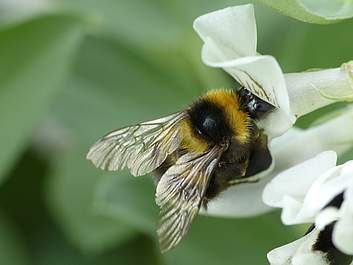 Bombus hortorum an Vicia faba