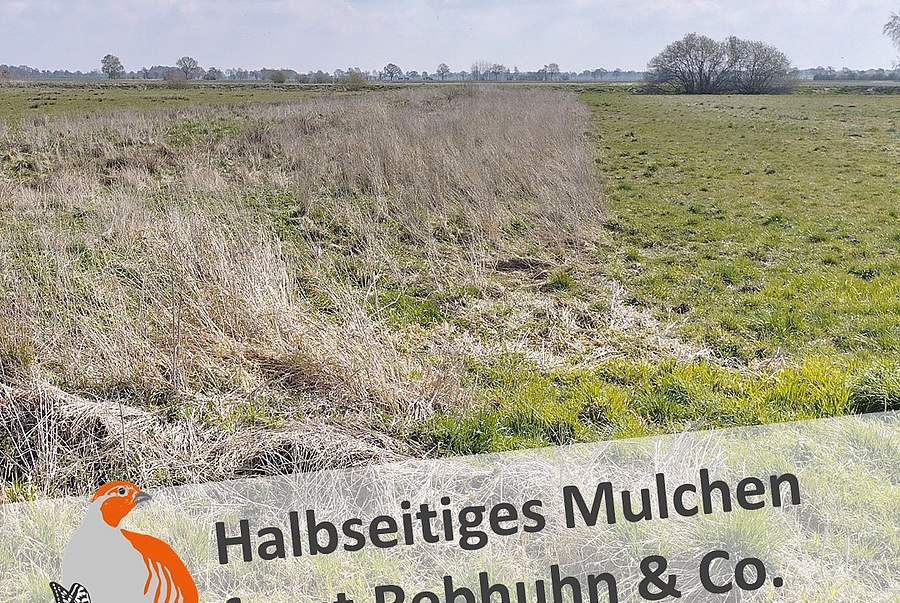 Slideshow des Projektgebiets "Göttingen und nördl. Eichsfeld": Halbseitig gemulchte Brache (Bild: C. Poitzsch)