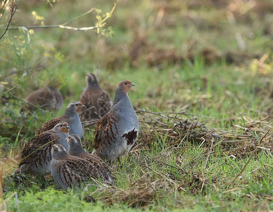 "Rebhuhn retten - Vielfalt fördern!": Rebhühner in der Agrarlandschaft [Foto: Christian Gelpke]