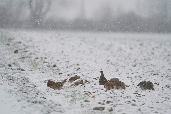 "Rebhuhn retten - Vielfalt fördern!": Rebhühner in der Winterlandschaft. Bild: Hartmut Hildebrand