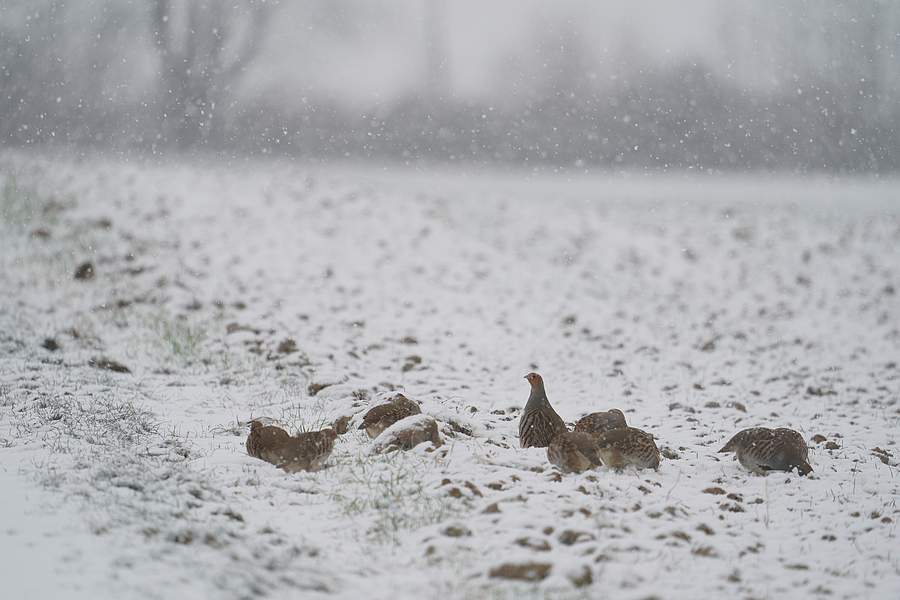 "Rebhuhn retten - Vielfalt fördern!": Rebhühner in der Winterlandschaft. Bild: Hartmut Hildebrand
