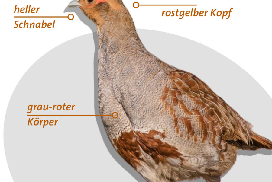 Typische Merkmale eines Altvogels...