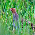 Rebuhn versteckt im Gras