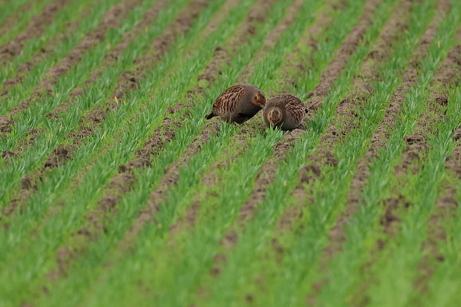 "Rebhuhn retten - Vielfalt fördern!": Foto: Rebhühner auf dem Feld [Bild: Alfons Krietenbrink]
