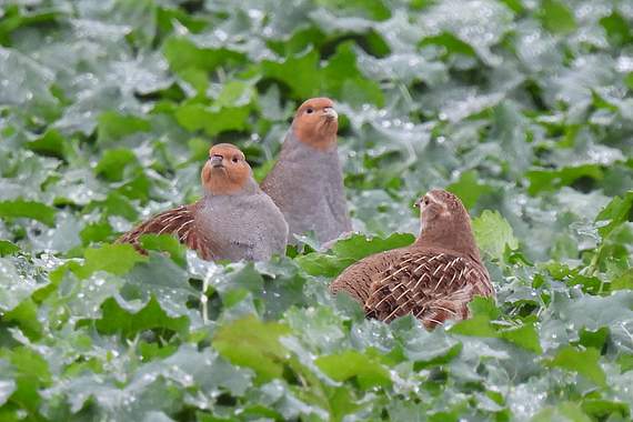 "Rebhuhn retten - Vielfalt fördern!": Rebhuhn-Kette auf dem Acker. [Bild: Thomas Lämmerhirt]