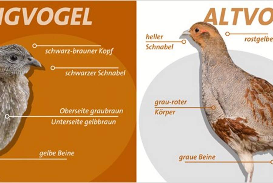 Typische Merkmale von Jung- und Altvogel (Abbildung: DDA, Fotos: G. Zieger, E. Gottschalk)