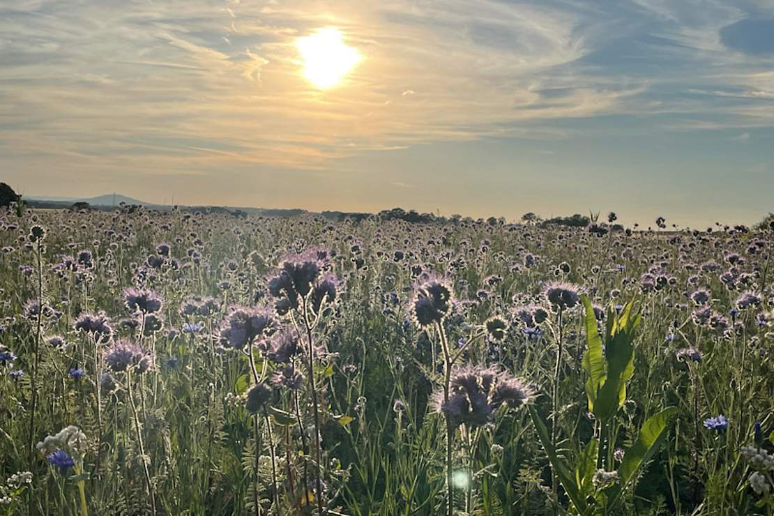 Blumenwiese in Abendstimmung