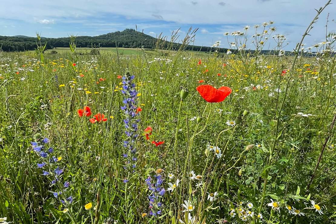 Landschaft mit Blumen im Vordergrund