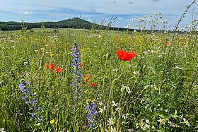 Landschaft mit Blumen im Vordergrund