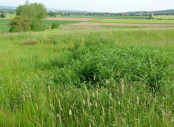 Mehrjährige Dauerbrache