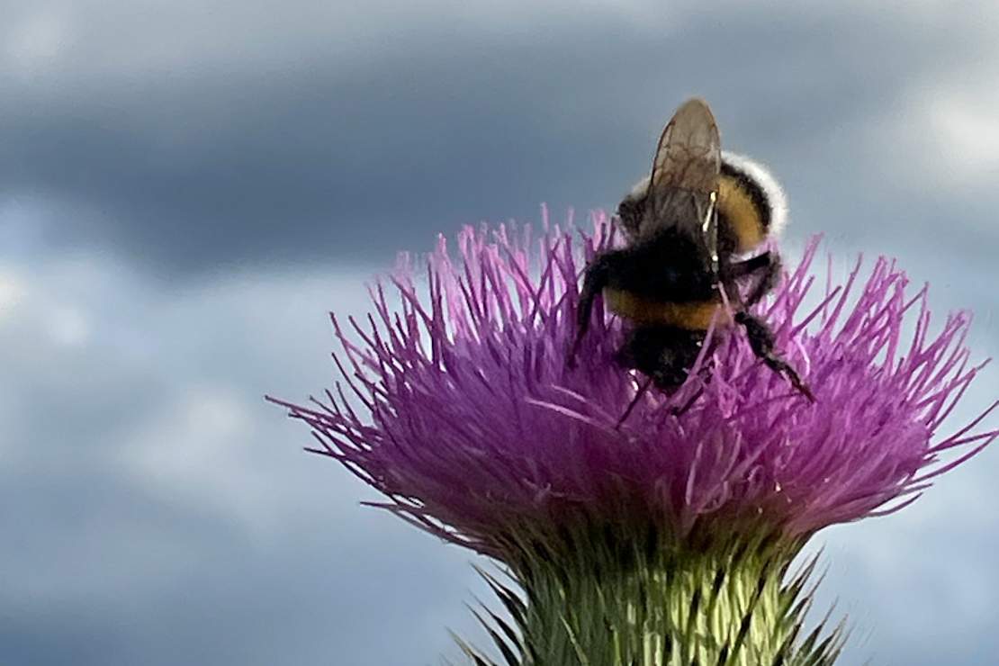 Blume mit Insekt
