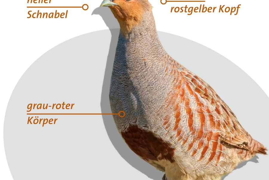 Merkmale eines Rebhuhn-Altvogels [Grafik: DDA, Foto: O. Lübke]