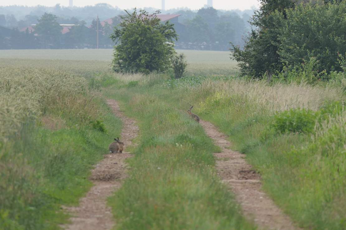 Feldhasen auf Feldweg