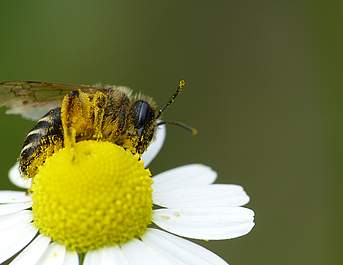 Andrena auf Kamille