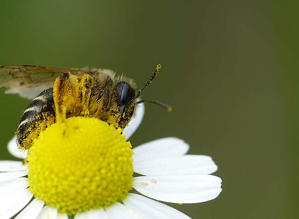 Andrena auf Kamille
