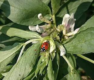 Marienkäfer mit sieben Punkten