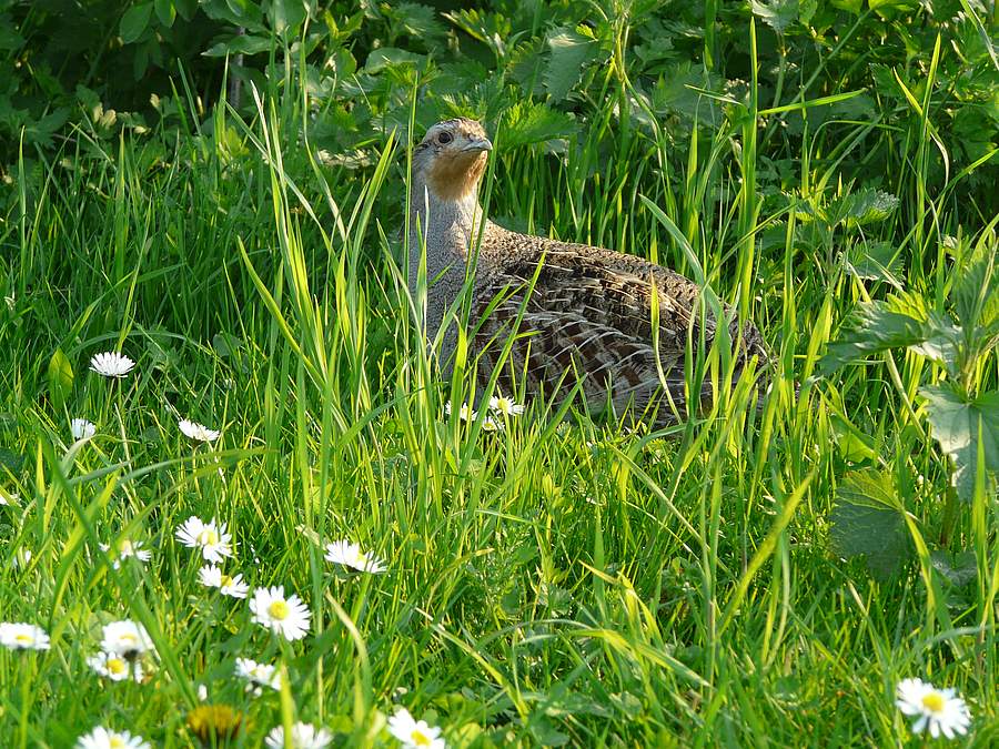 "Rebhuhn retten - Vielfalt fördern!": Rebhuhn im Frühling. Bild: Eckhard Gottschalk
